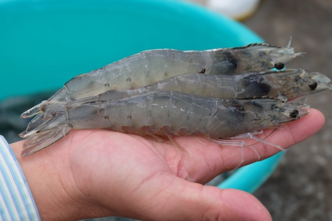 Solar-Aquaculture Habitats as Resource-Efficient and Integrated Multilayer Production Systems (SHRIMPS)